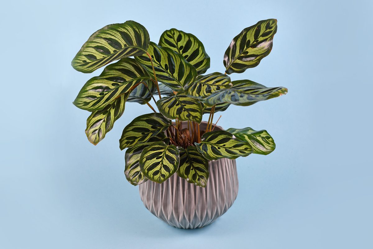 A potted calathea makoyana on a blue background