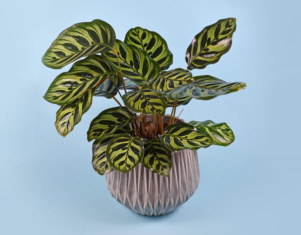 A potted calathea makoyana on a blue background