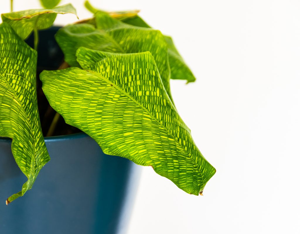 A potted calathea musaica