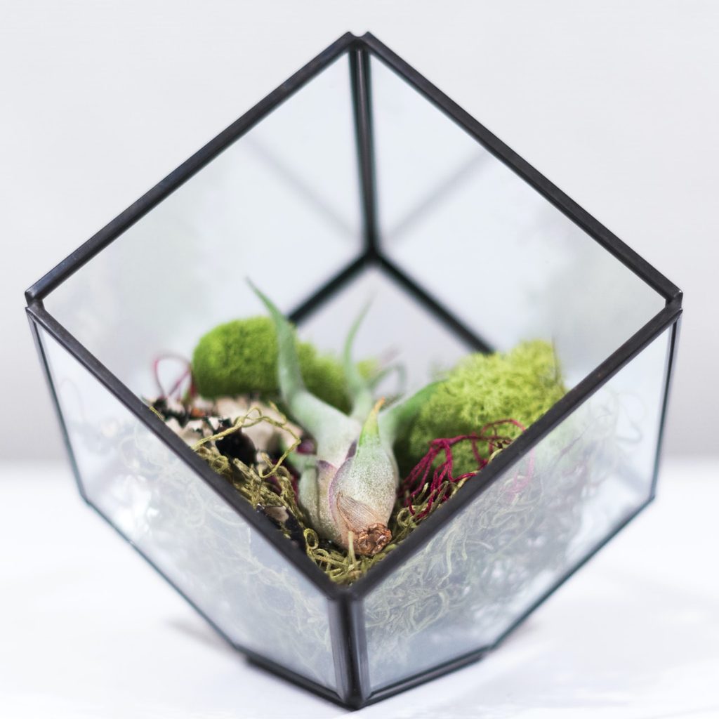 air plant terrarium