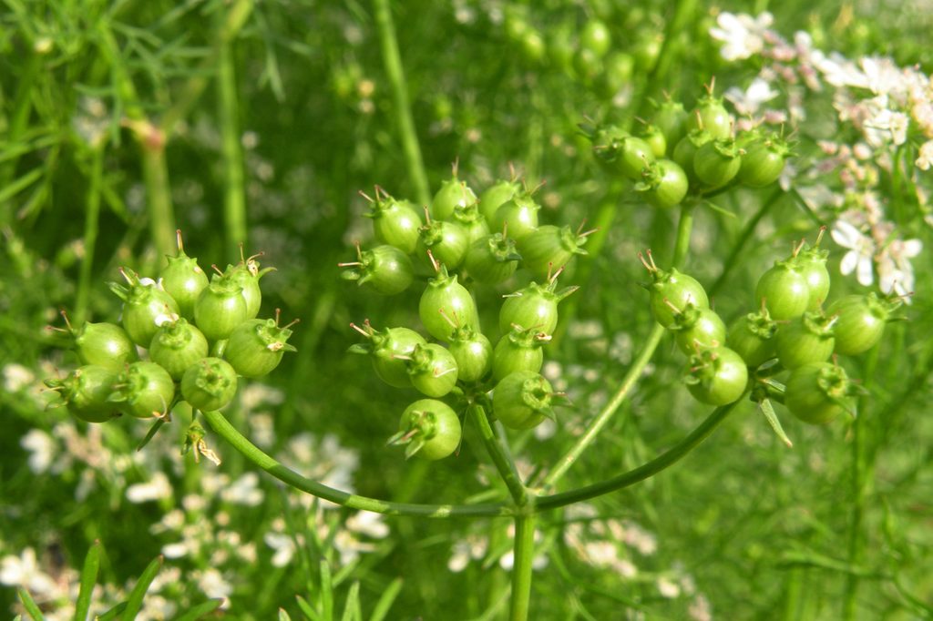 A close-up of coriander seed pods