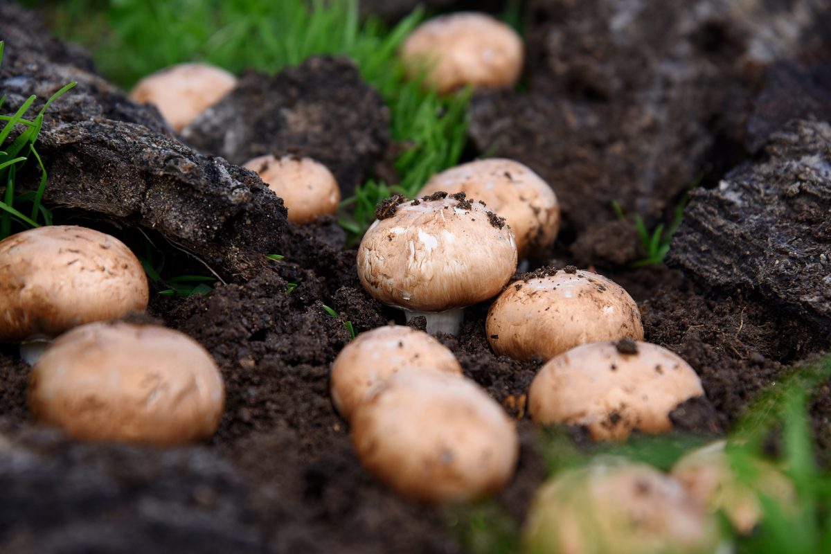 Cremini mushrooms growing in dark soil
