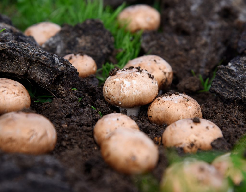 Cremini mushrooms growing in dark soil