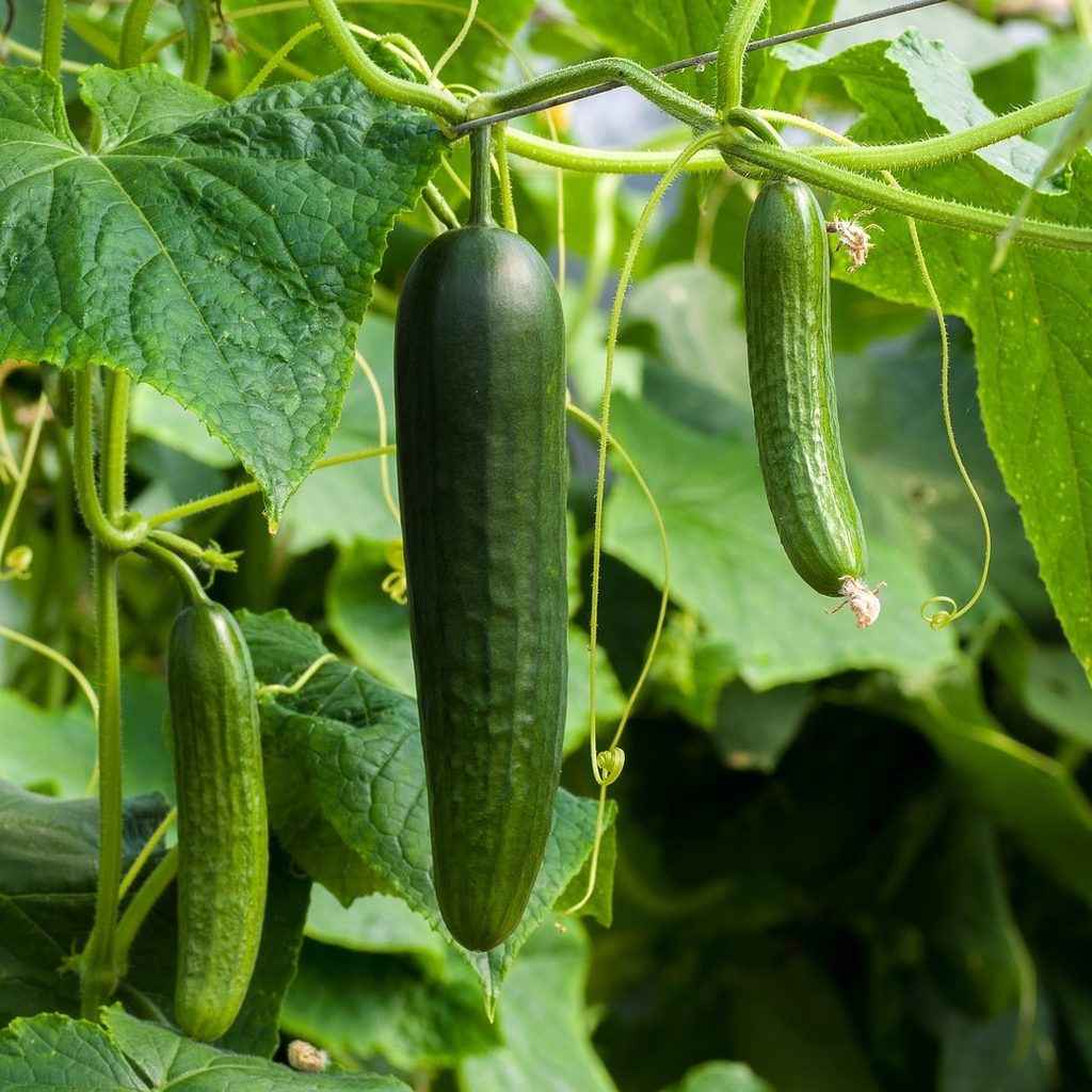 Three cucumbers growing on a vine