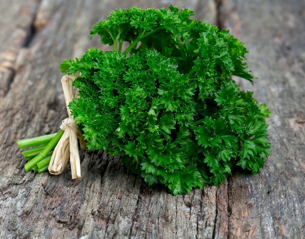 A bundle of curly parsley