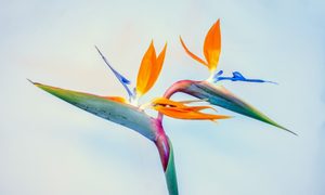 Bird of paradise flower