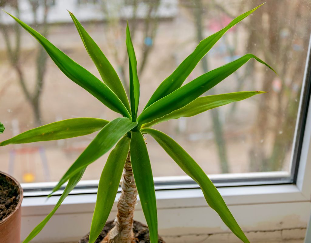 A small dracaena on a window sill
