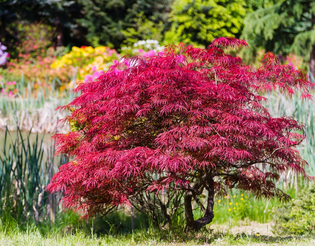 Dwarf Japanese maple tree