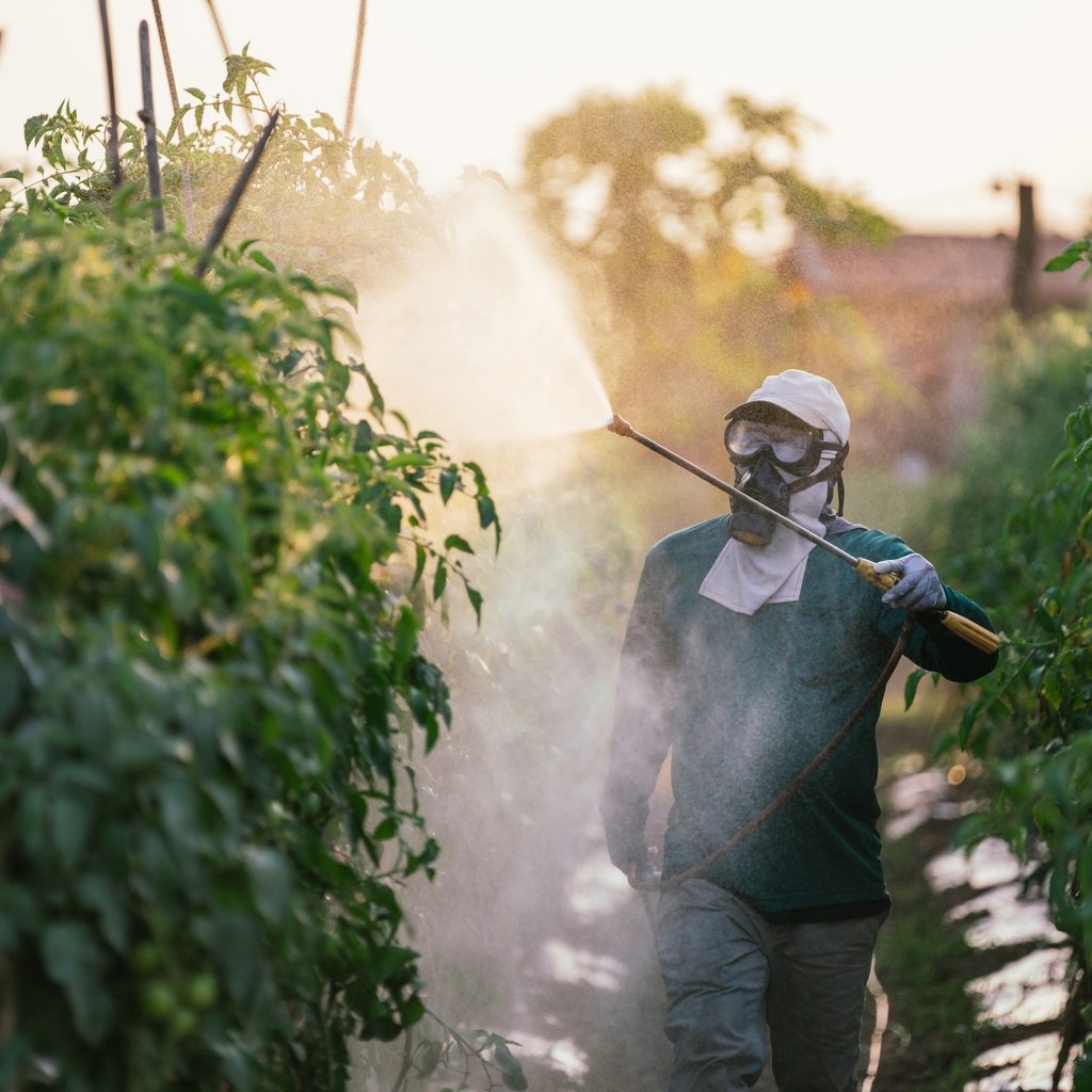 Farmworker sprays pesticides onto tomato plant