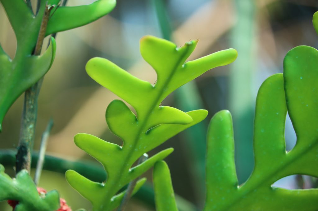 A close-up of the leaves on a fishbone cactus