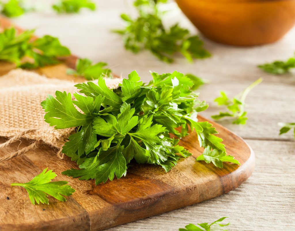 Fresh sprigs of flat leaf parsley