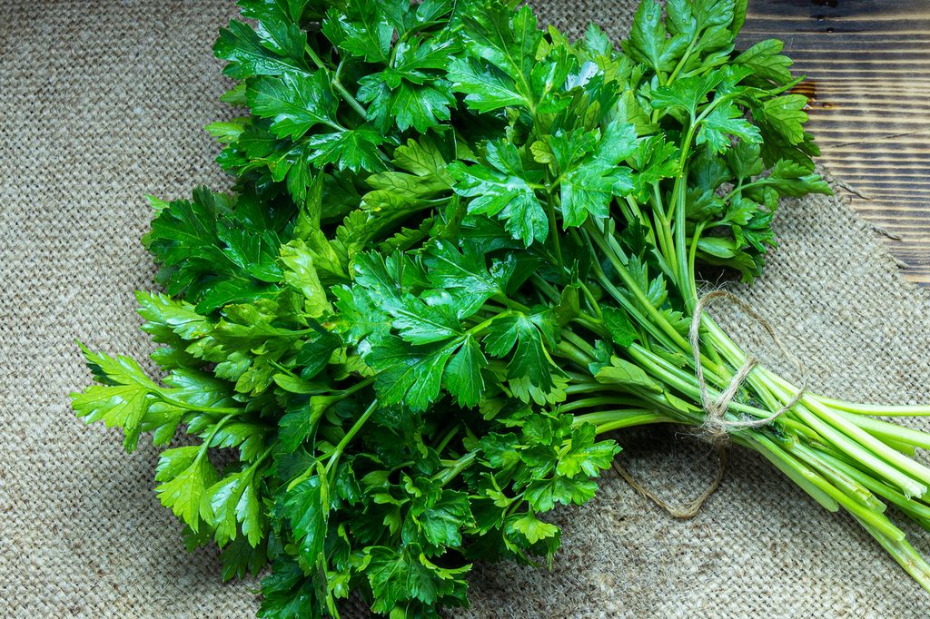 A bundle of fresh parsley leaves