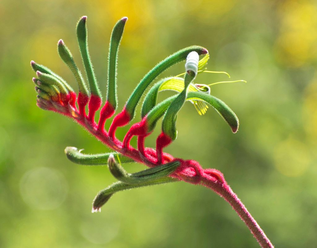A green kangaroo paw flower