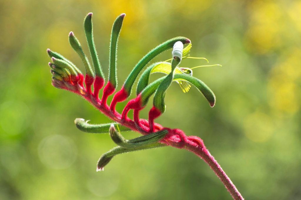 Green kangaroo plant flowers