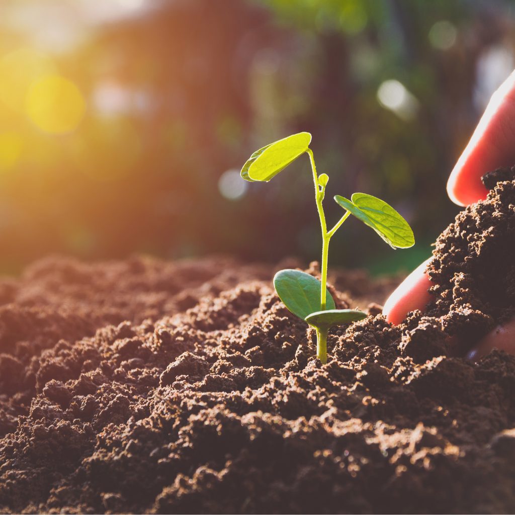 Gardener amends soil with compost product.