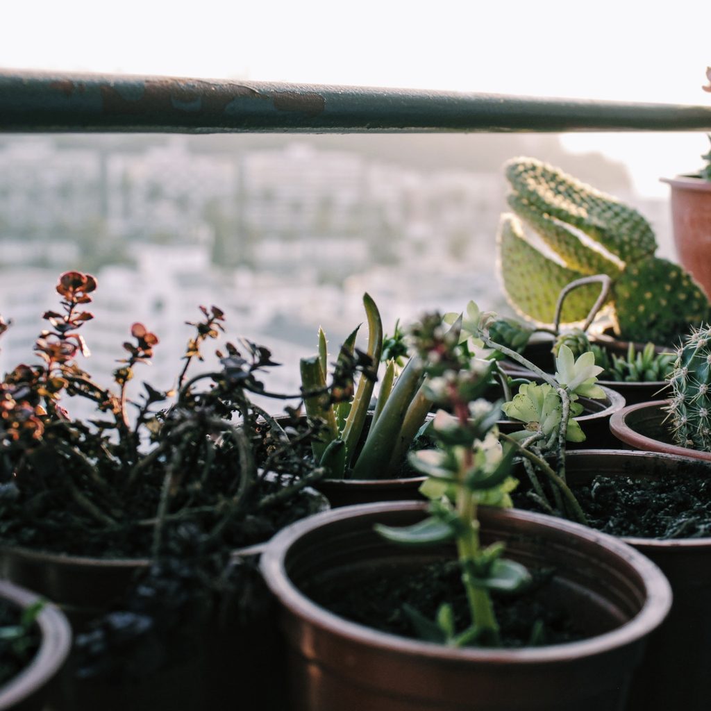 Houseplants sit on window sill