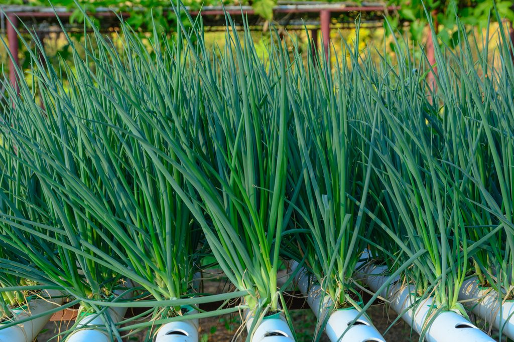 Chives growing hydroponically