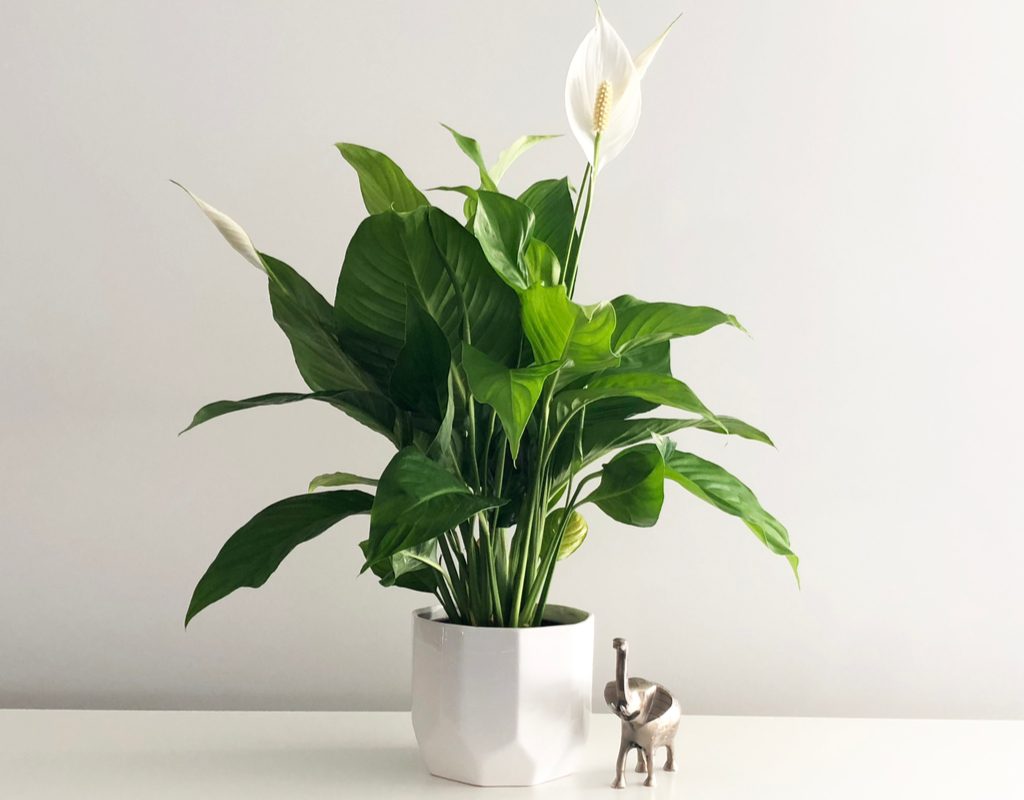 A potted peace lily in a white pot, on a white table, in front of a white wall, next to a small silver elephant.