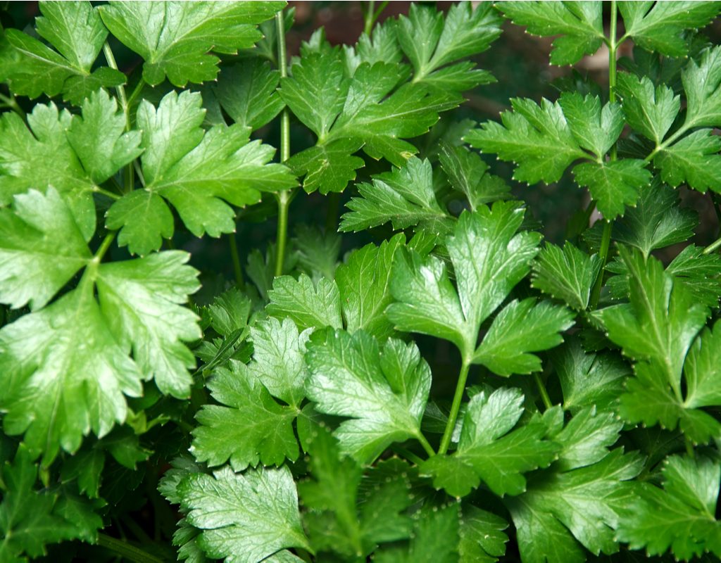 Italian parsley close-up