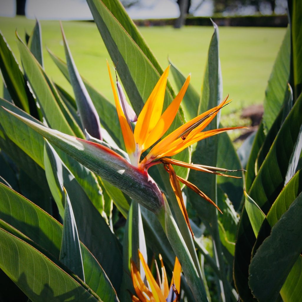bird of paradise plant