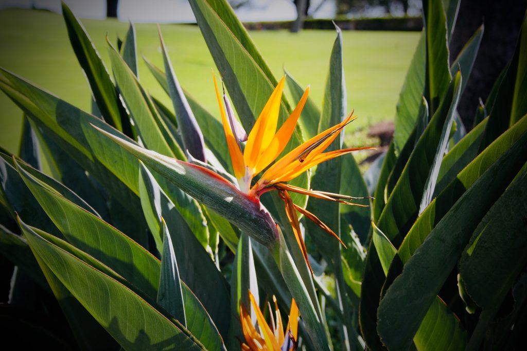 bird of paradise plant