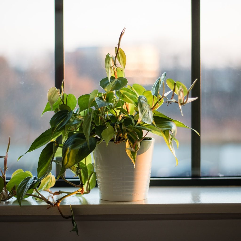plant on window sill