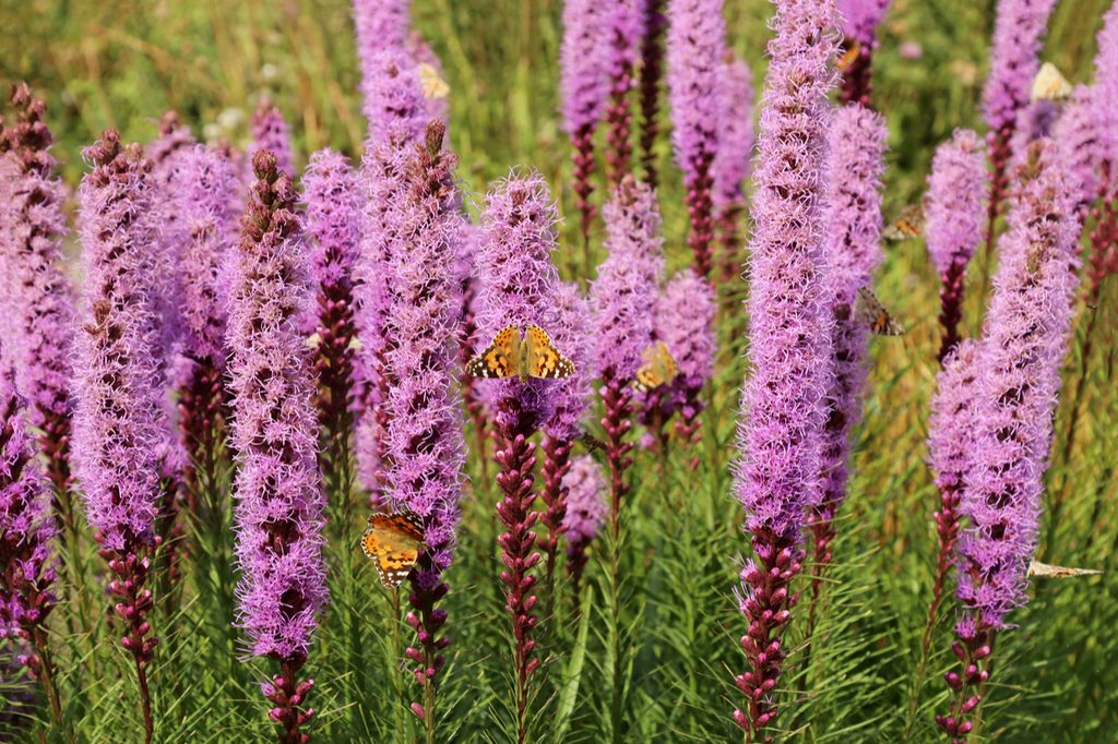 Tall purple liatris (blazing star) with butterflies