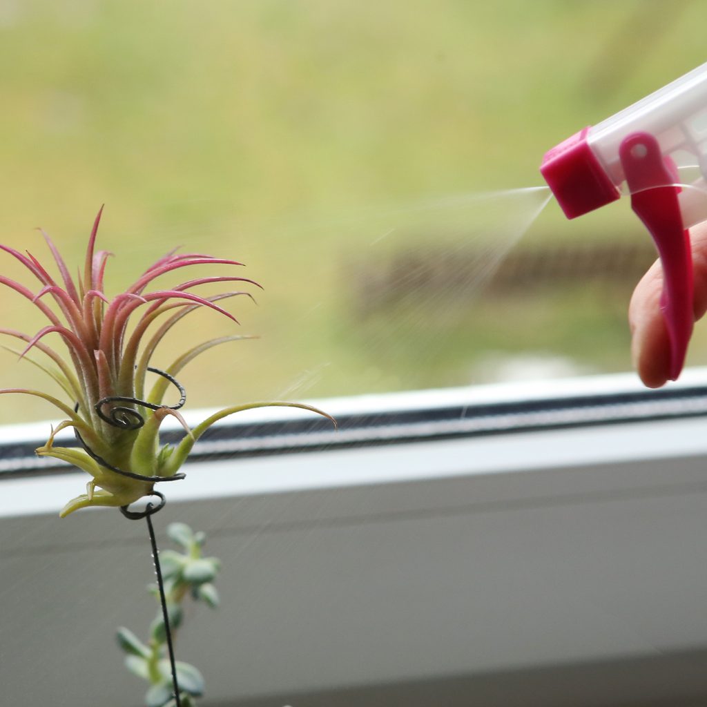 Air plant misting