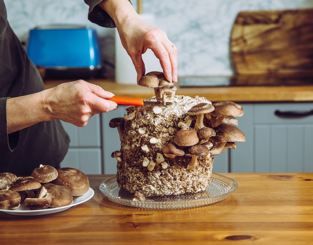 A woman harvesting shitake mushrooms in a kitchen