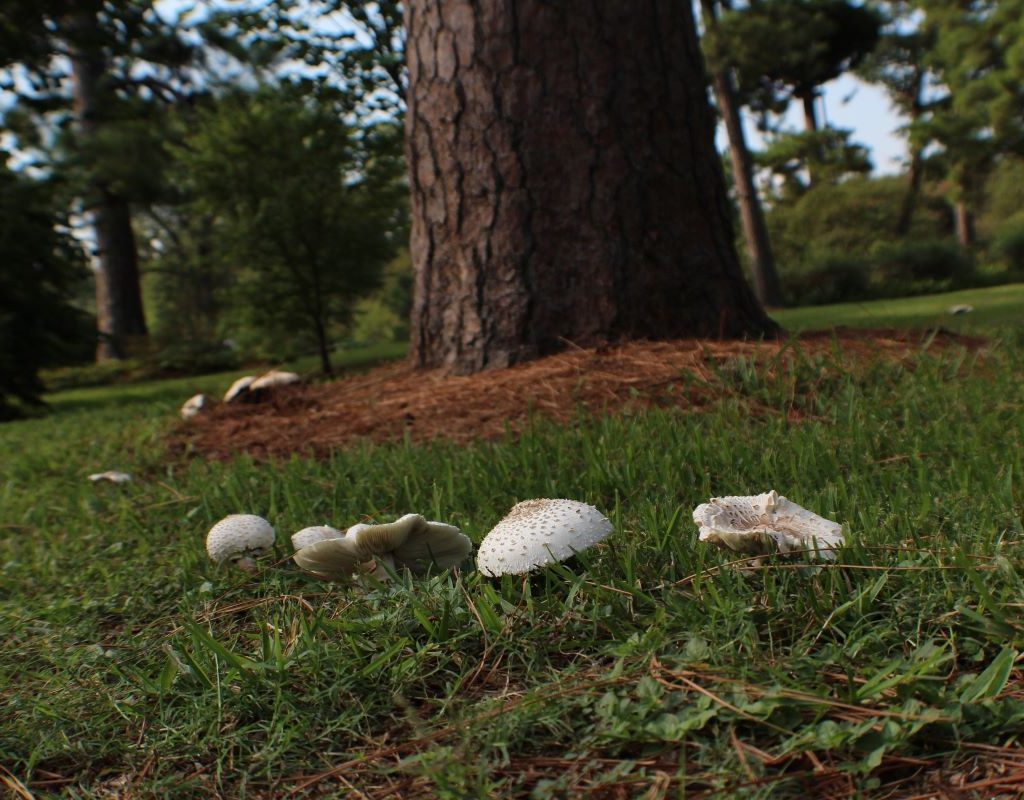 white mushrooms growing in grass near a tree trunk