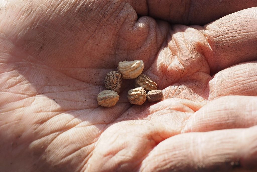 A hand holding a few nasturtium seeds