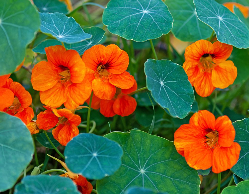 Orange nasturtium flowers
