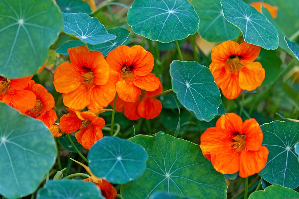 Orange nasturtium flowers