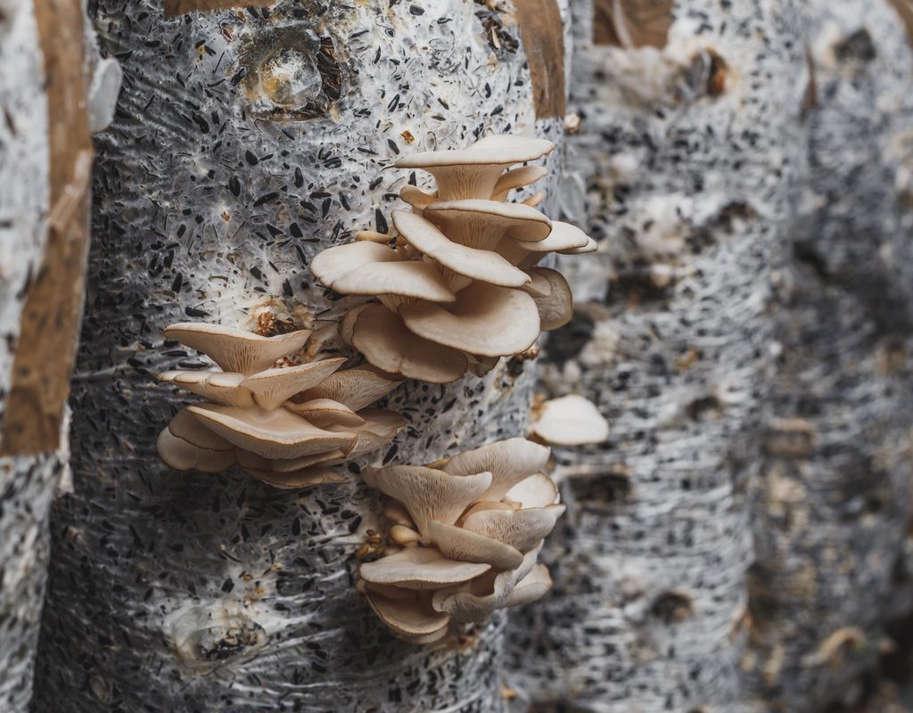 Oyster mushrooms growing from grow bags
