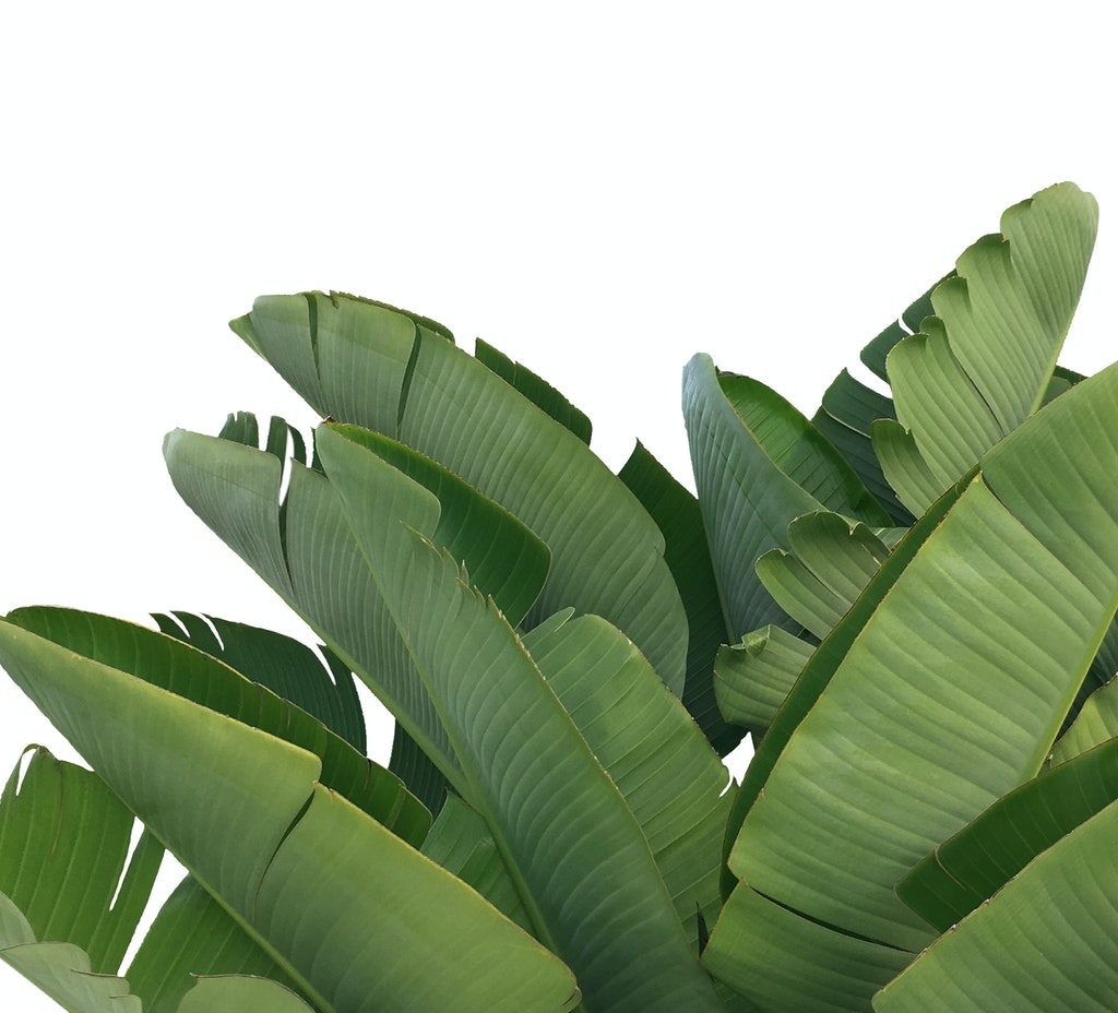 bird of paradise foliage
