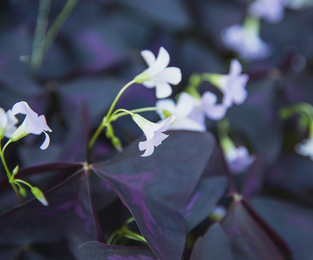 oxalis plant with white flowers