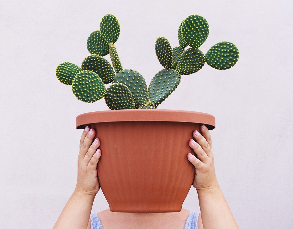 A large potted cactus