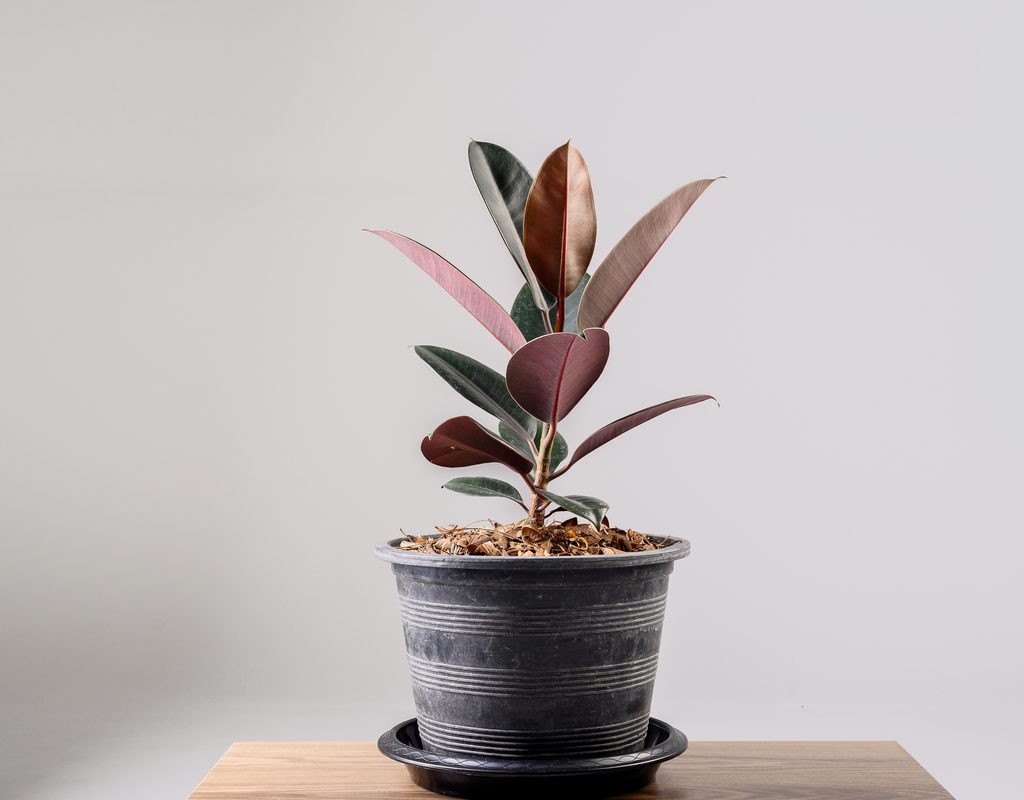 Red and green rubber tree in a gray pot against a white background