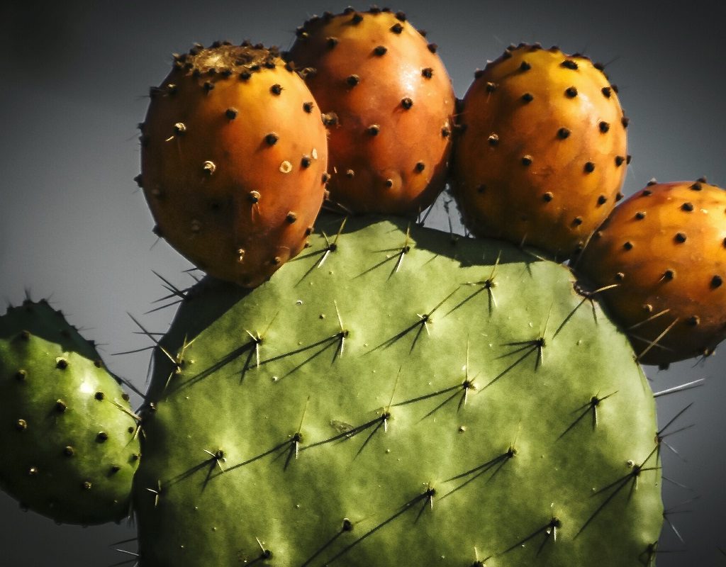 A prickly pear cactus growing orange fruit