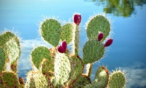 Prickly pear by water, with ripe fruit