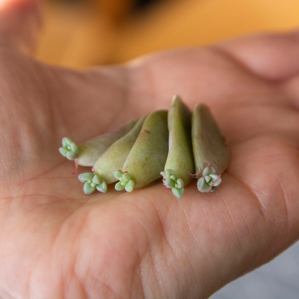 Propagate succulent