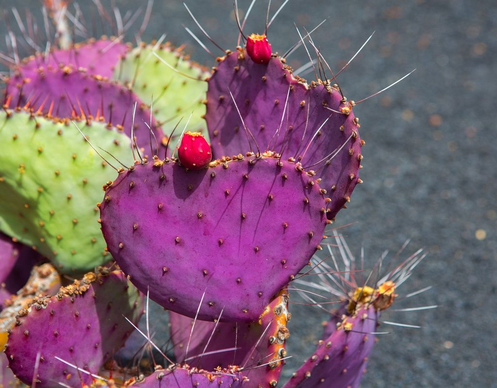 A purple prickly pear cactus with fruit