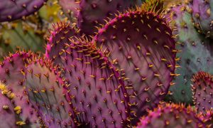 A purple prickly pear cactus