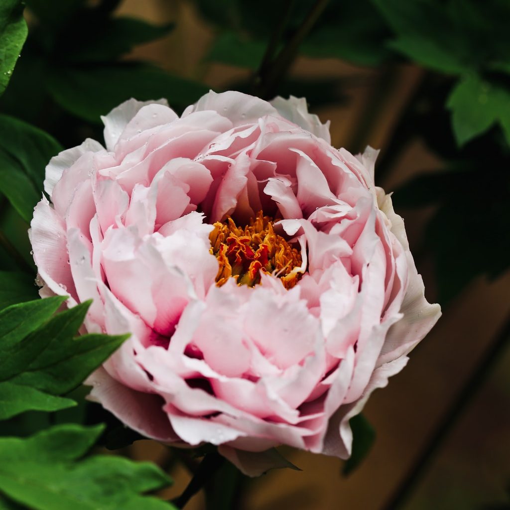 Pink peony