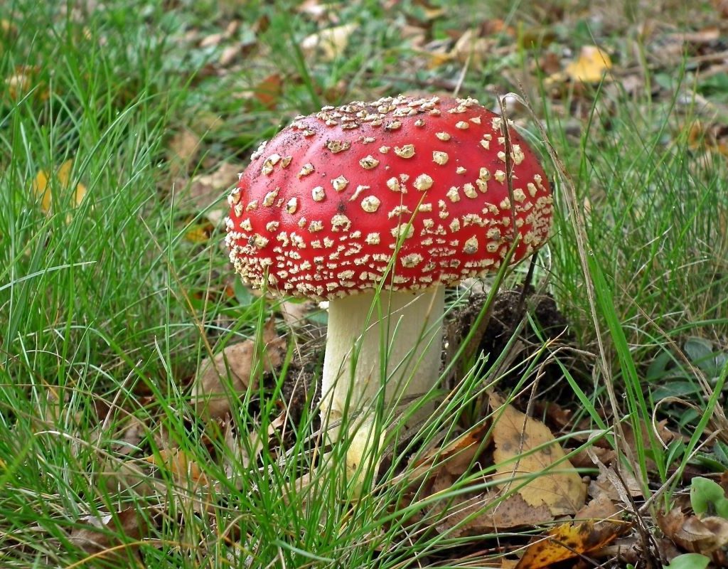 red and white mushroom growing in grass