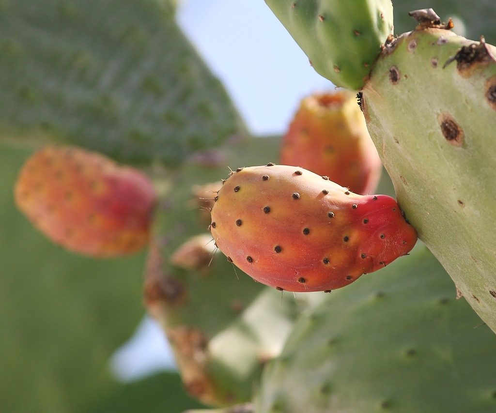 Prickly pear with orange, unripe fruit