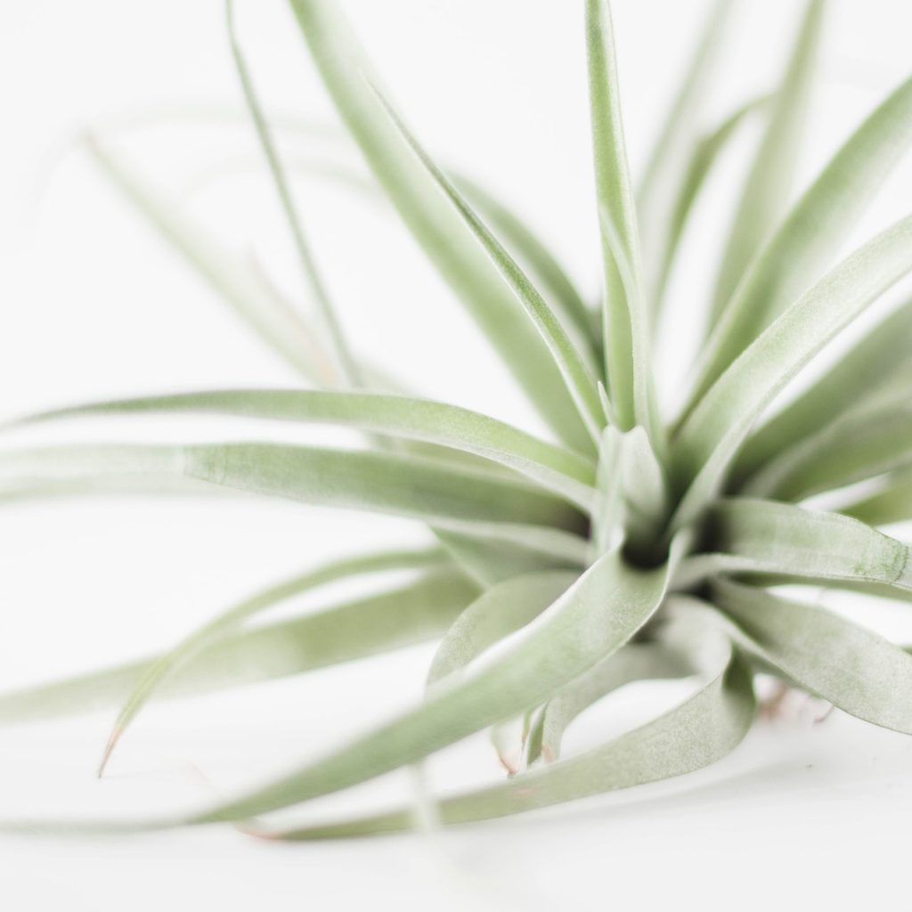 Close-up of air plant