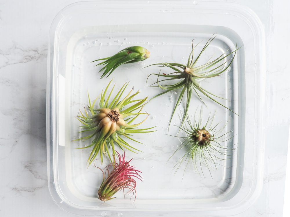 Air plants in water