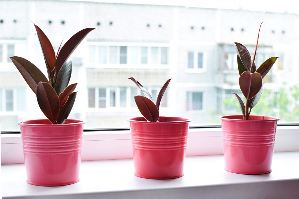 Three young rubber tree plants in pink pots