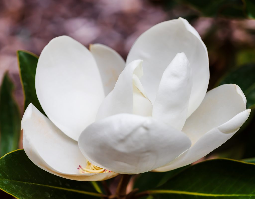 closeup of a southern magnolia flower